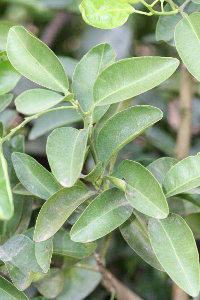              Sun leaves (Riverside, CA)       